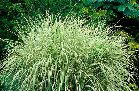 Planting different varieties of ornamental grass can add levels of height and different textures to your landscape. . Ornamental grasses at lowes